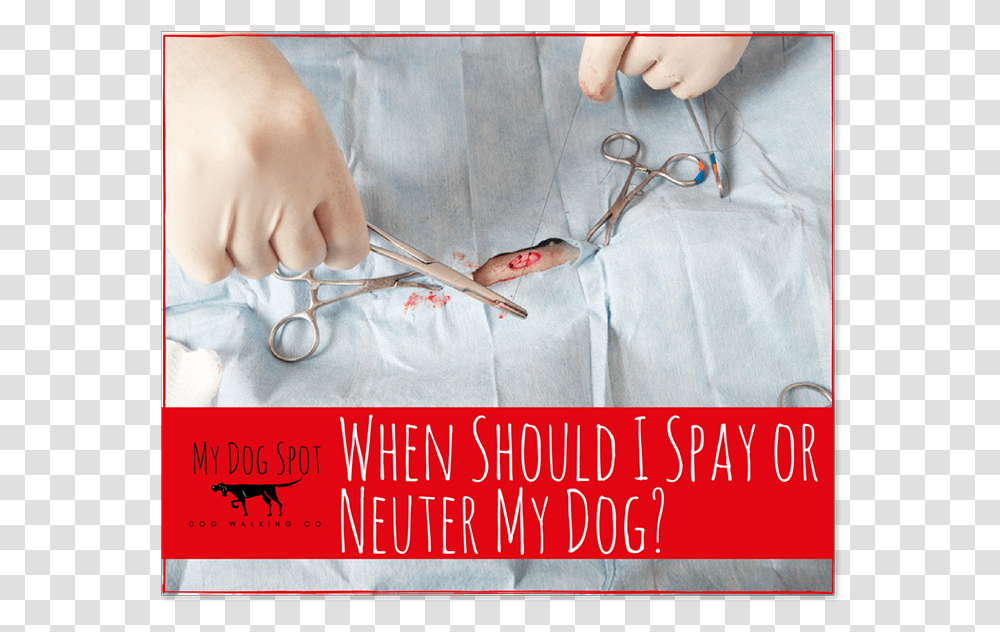 When Should I Spay Or Neuter My Dog Wire, Clinic, Person, Doctor, Room Transparent Png