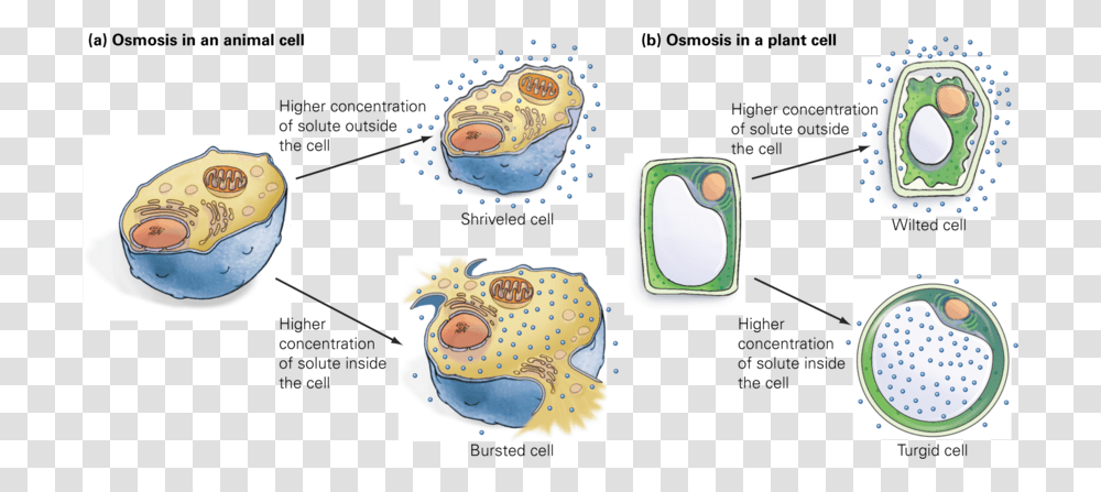 When Water Leaves An Animal Cell It Shrinks, Vegetation, Plant, Diaper Transparent Png