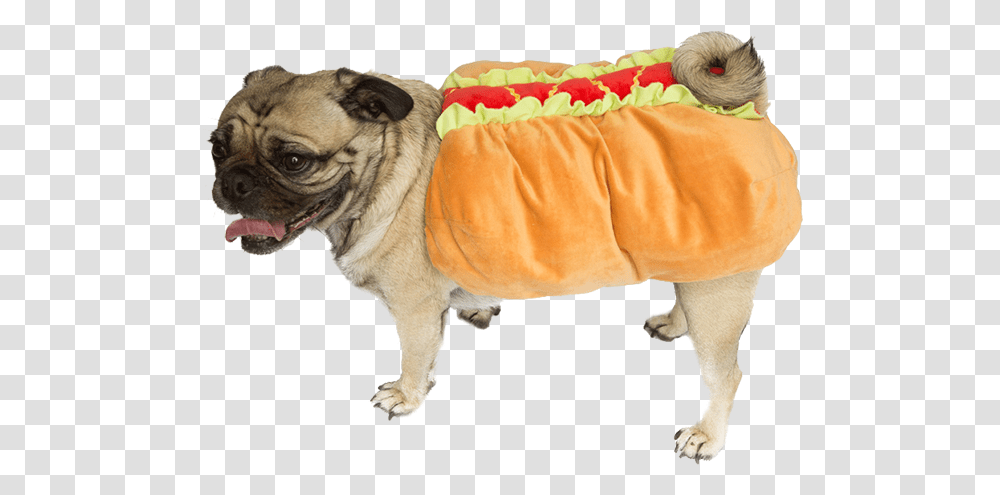 Wheres Waldo Halloween Costume X Weiner Dog Guy Ideas Dog In Hotdog Costume, Pug, Pet, Canine, Animal Transparent Png
