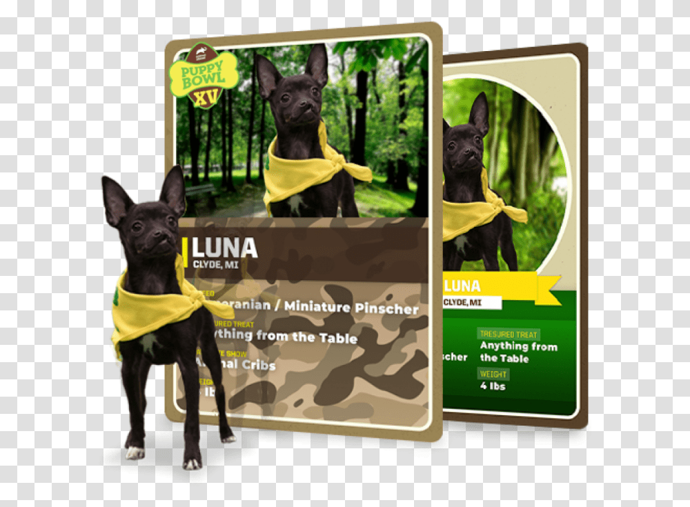 Whether You're A Pet Parent Or You Have An Animal In Puppy Bowl Trading Cards, Dog, Canine, Mammal, Chihuahua Transparent Png