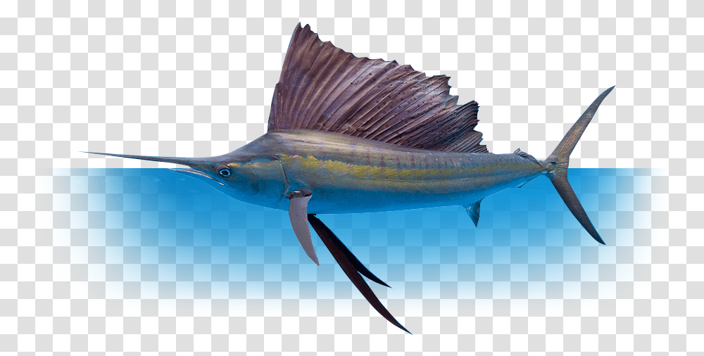 Whether You're Fishing With Family And Friends Or Deep Sea Fishing, Swordfish, Sea Life, Animal, Shark Transparent Png
