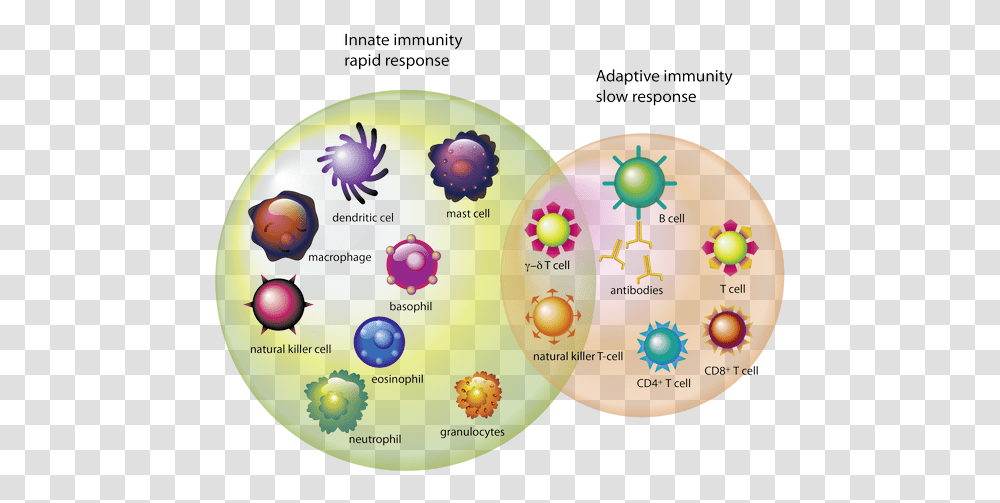 Which Cells Types Of Cells Immune System, Sphere, Diagram Transparent Png