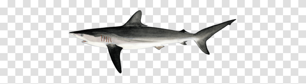 Which Sharks And Rays Were Listed, Sea Life, Fish, Animal, Great White Shark Transparent Png