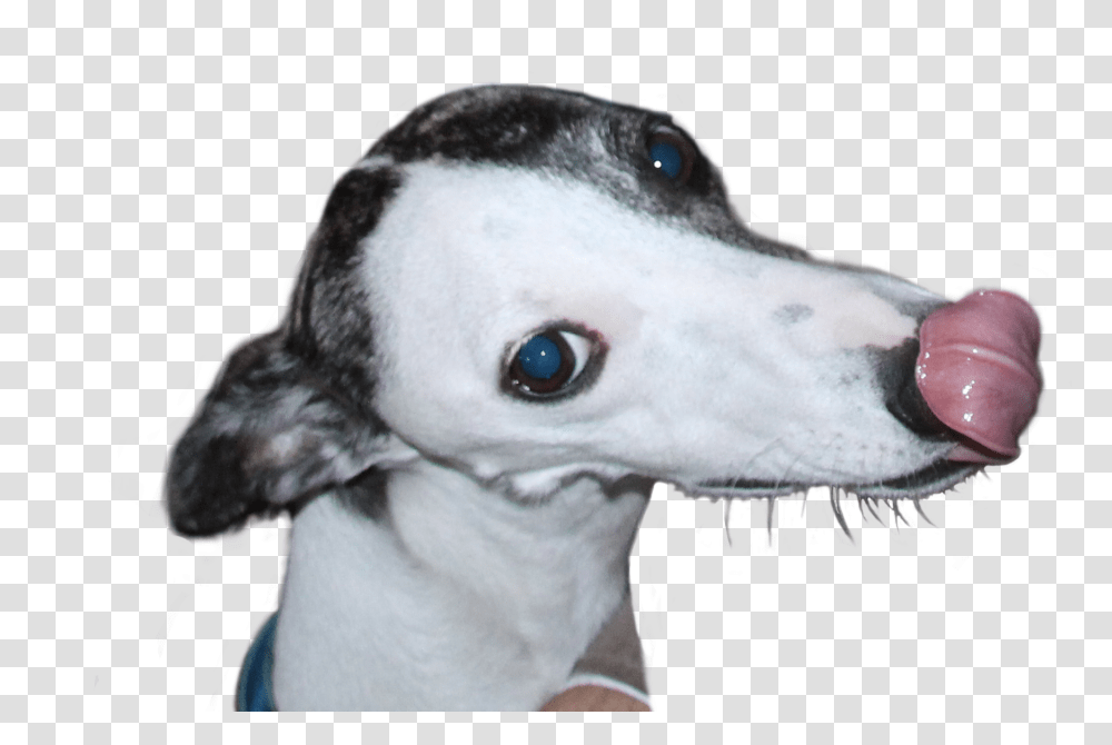 Whippet, Animal, Canine, Mammal, Dog Transparent Png