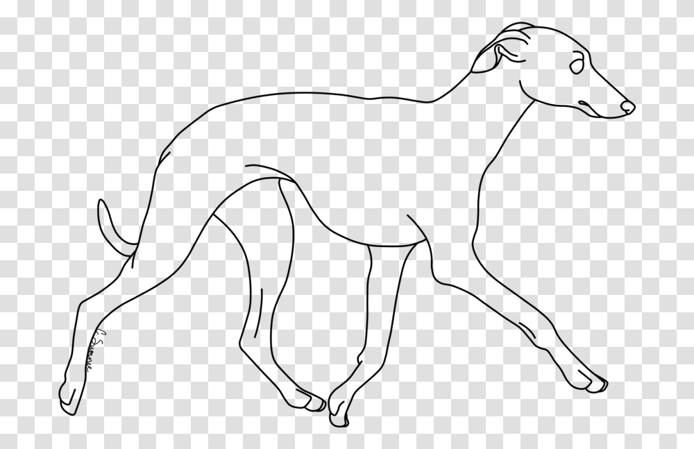 Whippet Italian Greyhound Line Art Dog Breed Drawing Whippet Line Drawing, Gray Transparent Png