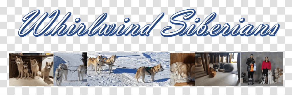 Whirlwind Siberians, Person, Human, Dogsled, Bicycle Transparent Png