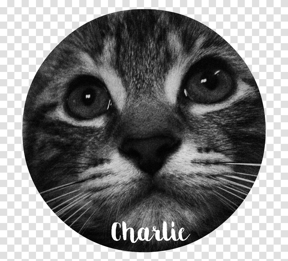 Whiskers Tabby Cat Domestic Short Haired Cat Snout Domestic Short Haired Cat, Pet, Mammal, Animal, Poster Transparent Png
