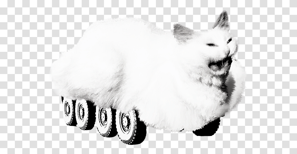 Whiskers White Black And White Whiskers Cat Yawns, Mammal, Animal, Dog, Pet Transparent Png