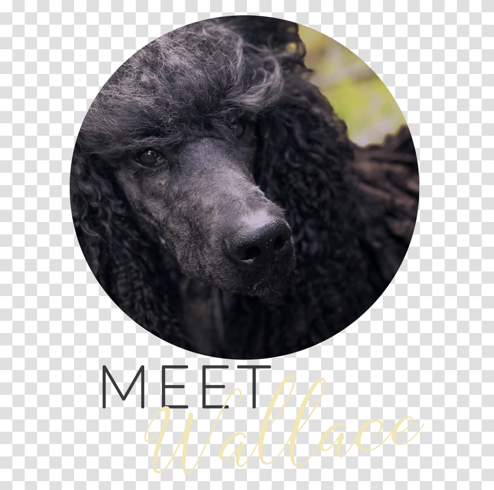 Whisper Ridge Galavanting Poodle Wallace, Dog, Pet, Canine, Animal Transparent Png