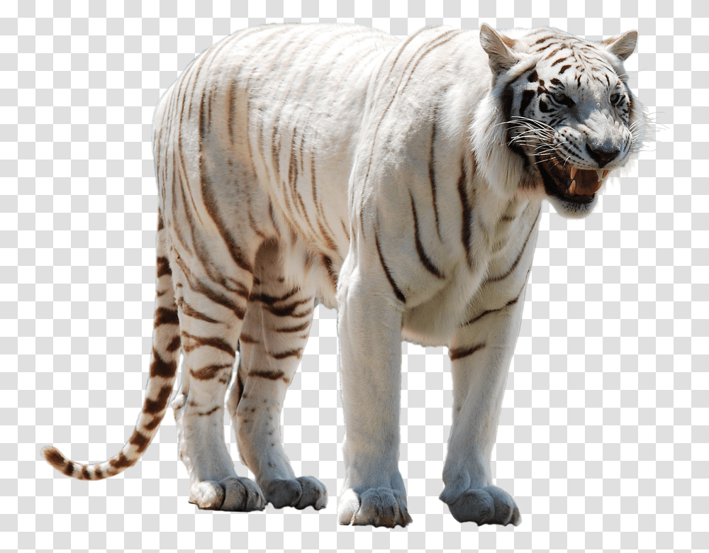 White 960, Animals, Tiger, Wildlife, Mammal Transparent Png