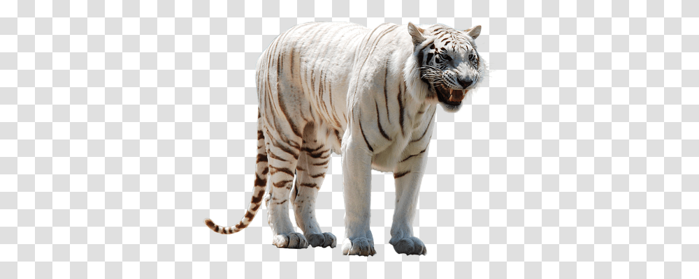 White Animals, Tiger, Wildlife, Mammal Transparent Png