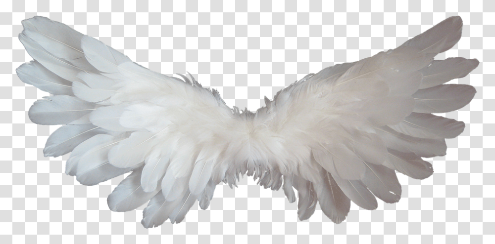 White 960, Religion, Bird, Animal Transparent Png