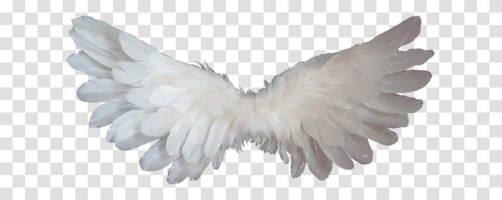 White Religion, Bird, Animal, Cushion Transparent Png