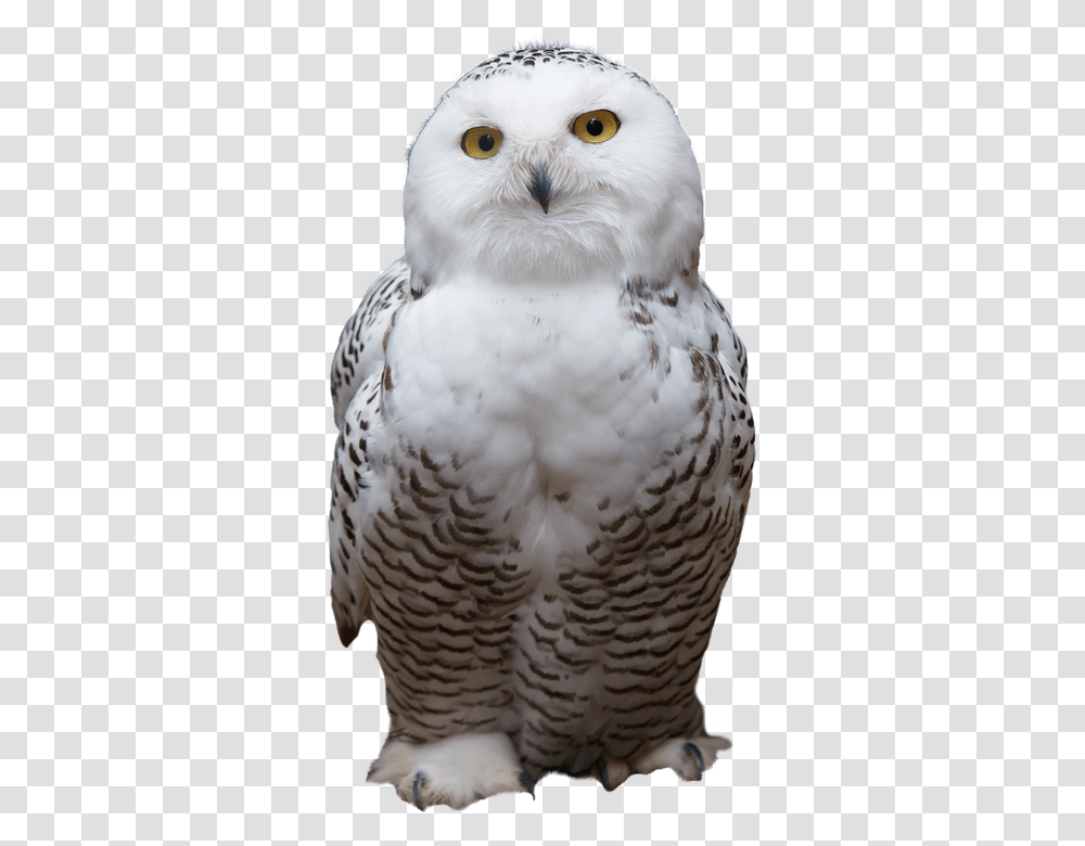 White 960, Animals, Bird, Owl, Chicken Transparent Png
