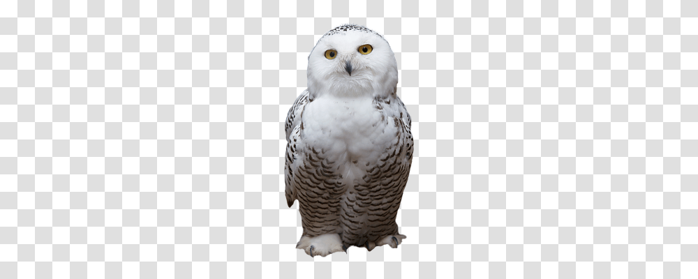 White Nature, Bird, Animal, Owl Transparent Png