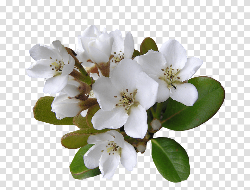 White 960, Flower, Plant, Blossom, Pollen Transparent Png