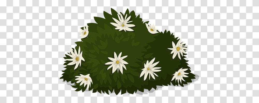 White Nature, Plant, Flower, Blossom Transparent Png