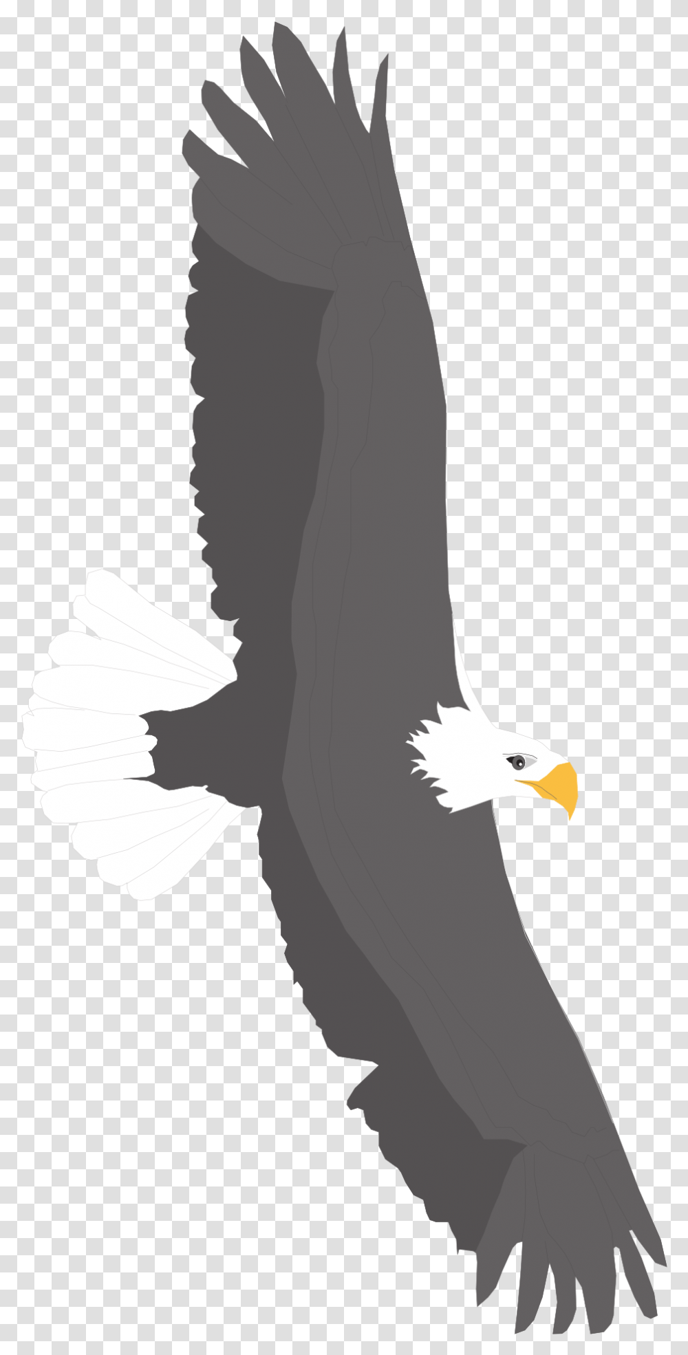 White And Black Eagle Is Flying Clipart Free Image Bald Eagle, Bird, Animal, Pigeon, Dove Transparent Png