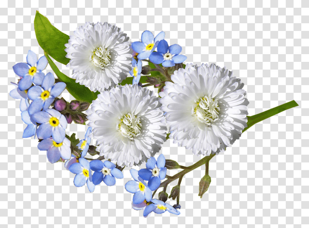 White And Blue Flowers, Plant, Daisy, Pollen, Floral Design Transparent Png