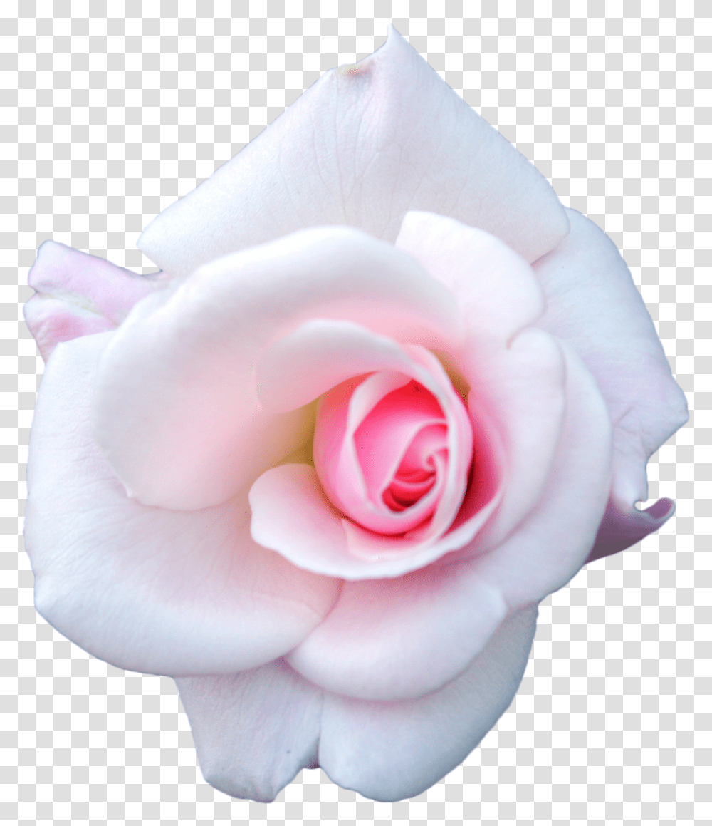 White And Pink Roses Background, Flower, Plant, Blossom, Person Transparent Png