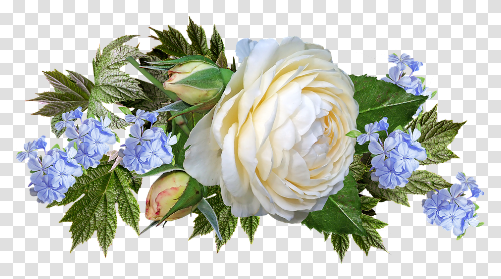 White And Pink Roses, Plant, Flower, Blossom, Geranium Transparent Png