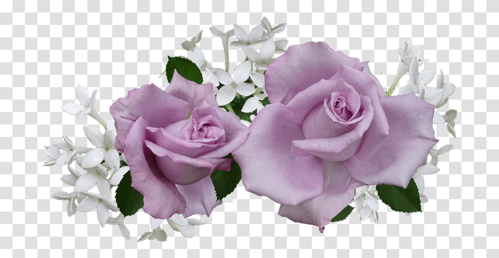 White And Purple Roses, Plant, Flower, Blossom, Geranium Transparent Png