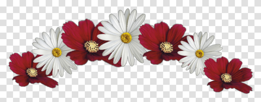 White And Red Flower Crown, Plant, Pollen, Anther, Daisy Transparent Png