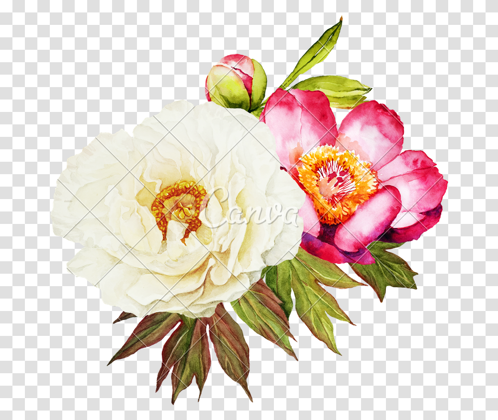 White And Red Peonies Flower, Plant, Peony, Blossom, Petal Transparent Png