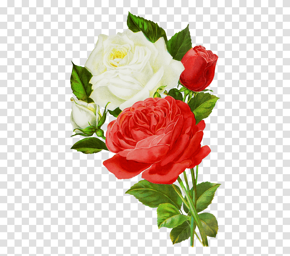 White And Red Roses, Plant, Flower, Blossom, Flower Bouquet Transparent Png
