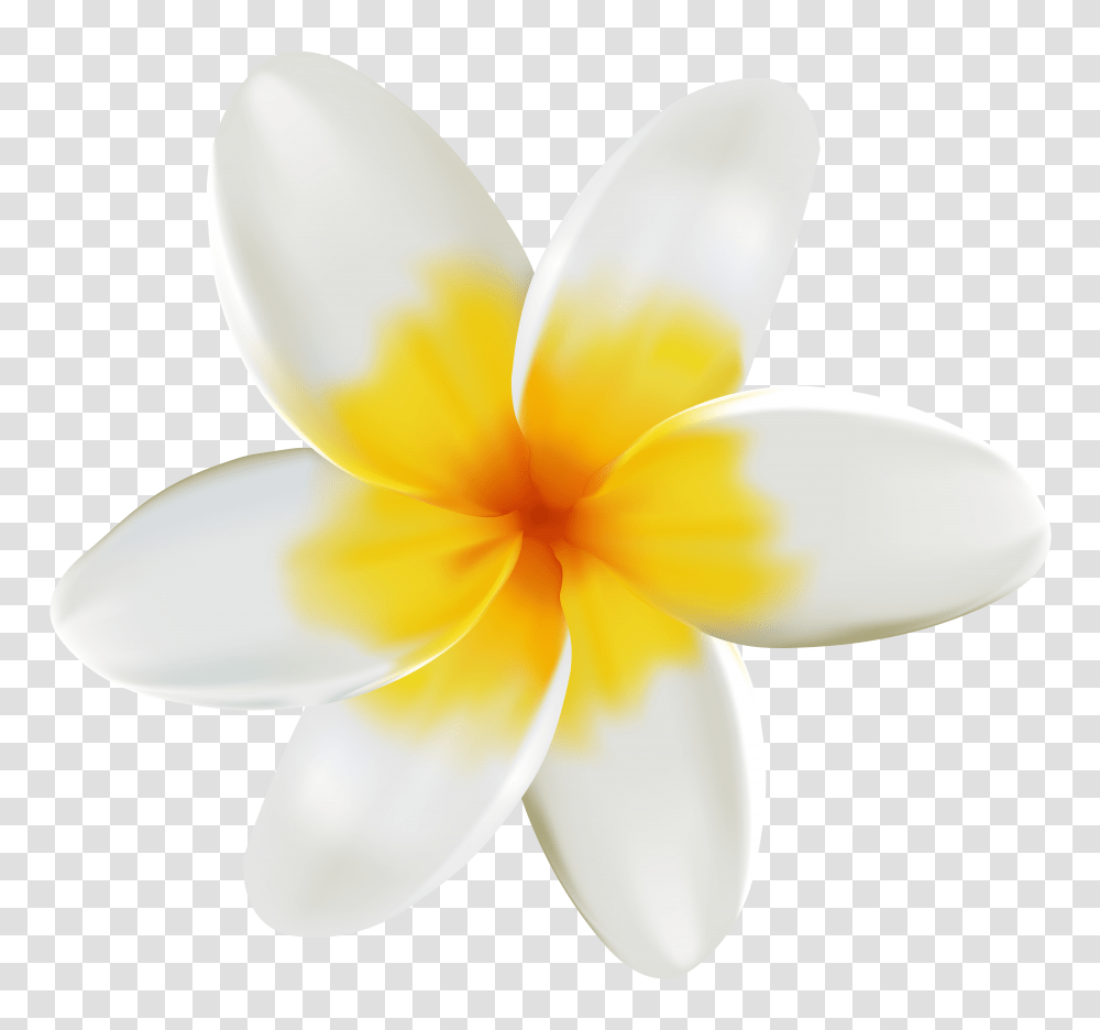 White And Yellow Flower Clipart White And Yellow Flowers, Plant, Blossom, Lamp, Petal Transparent Png