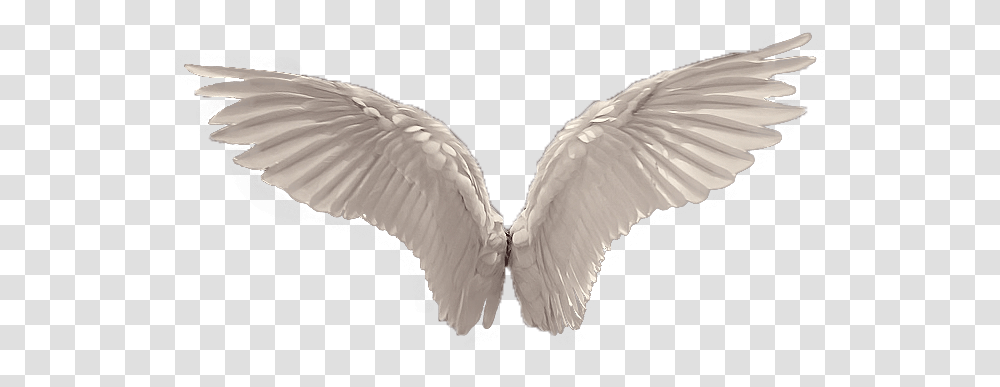 White Angel Wings Angel Wings, Bird, Animal, Waterfowl Transparent Png