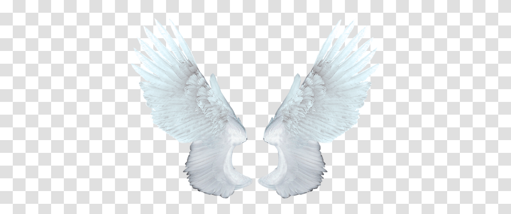 White Angel Wings, Bird, Animal, Dove, Pigeon Transparent Png