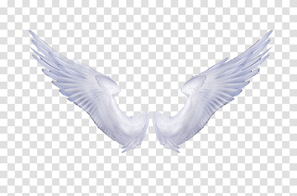 White Angel Wings Tattoo Hd Photo, Bird, Animal, Flying, Dove Transparent Png