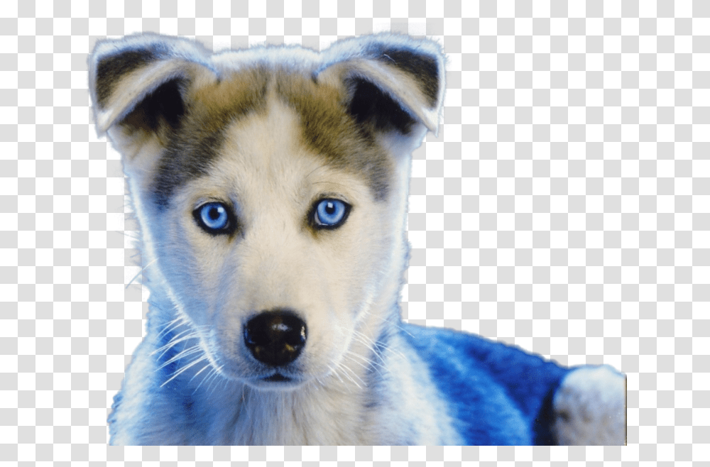 White Baby Husky Puppies, Dog, Pet, Canine, Animal Transparent Png