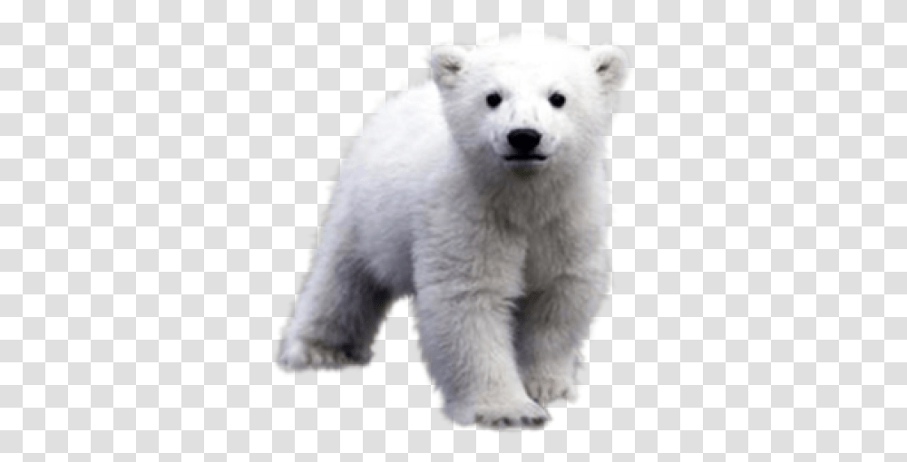 White Background Polar Bear, Mammal, Animal, Wildlife, Giant Panda Transparent Png