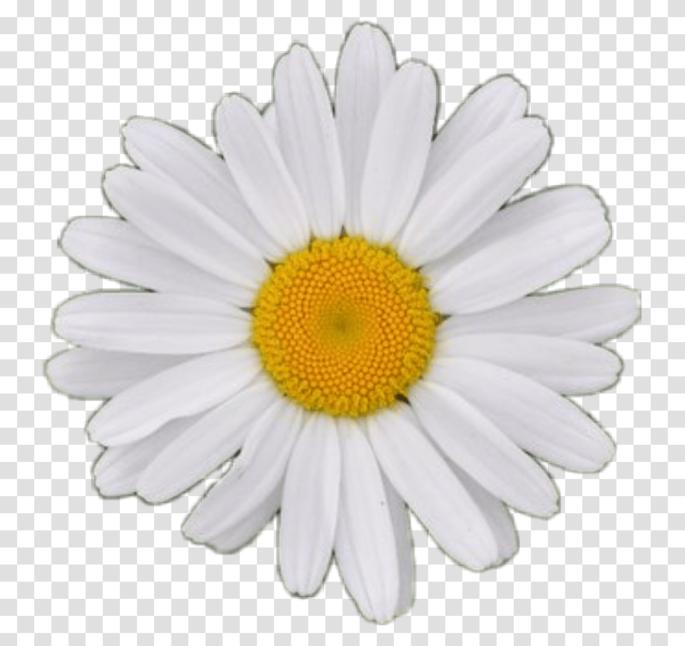 White Background Single Flower, Plant, Daisy, Daisies, Blossom Transparent Png
