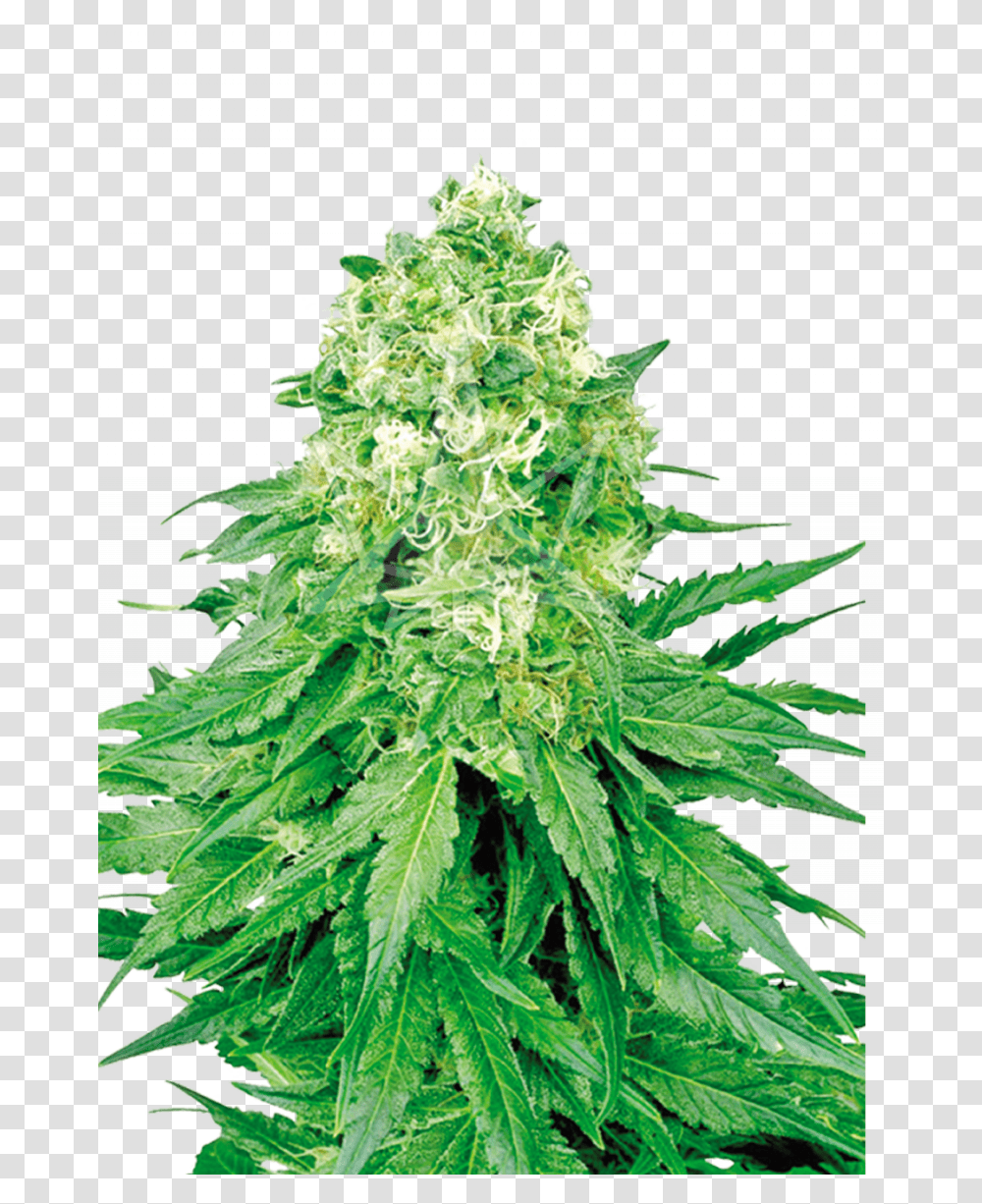 White Banner Feminized Seeds White Widow Feminized Seeds, Plant, Weed, Hemp Transparent Png