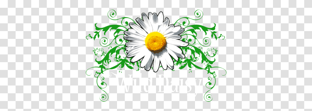 White Basket Chamomile, Plant, Daisy, Flower, Daisies Transparent Png