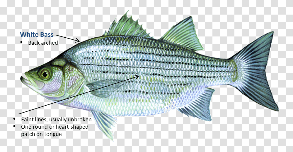 White Bass Fish In Oklahoma, Animal, Sea Life, Perch, Herring Transparent Png