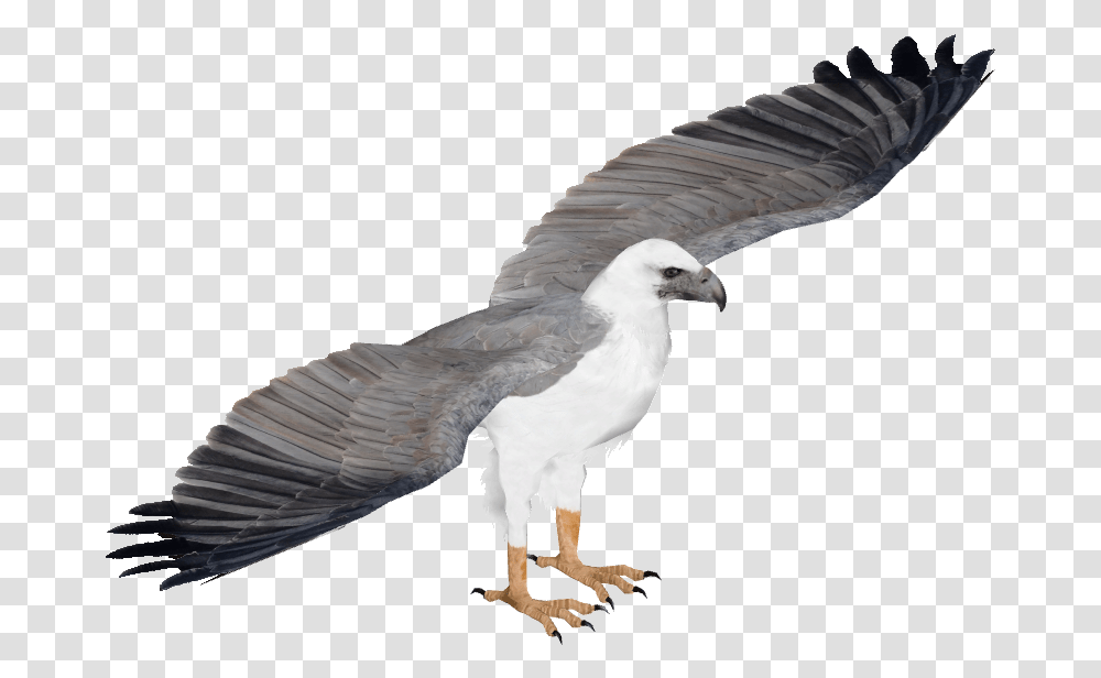 White Bellied Sea Eagle, Vulture, Bird, Animal, Flying Transparent Png