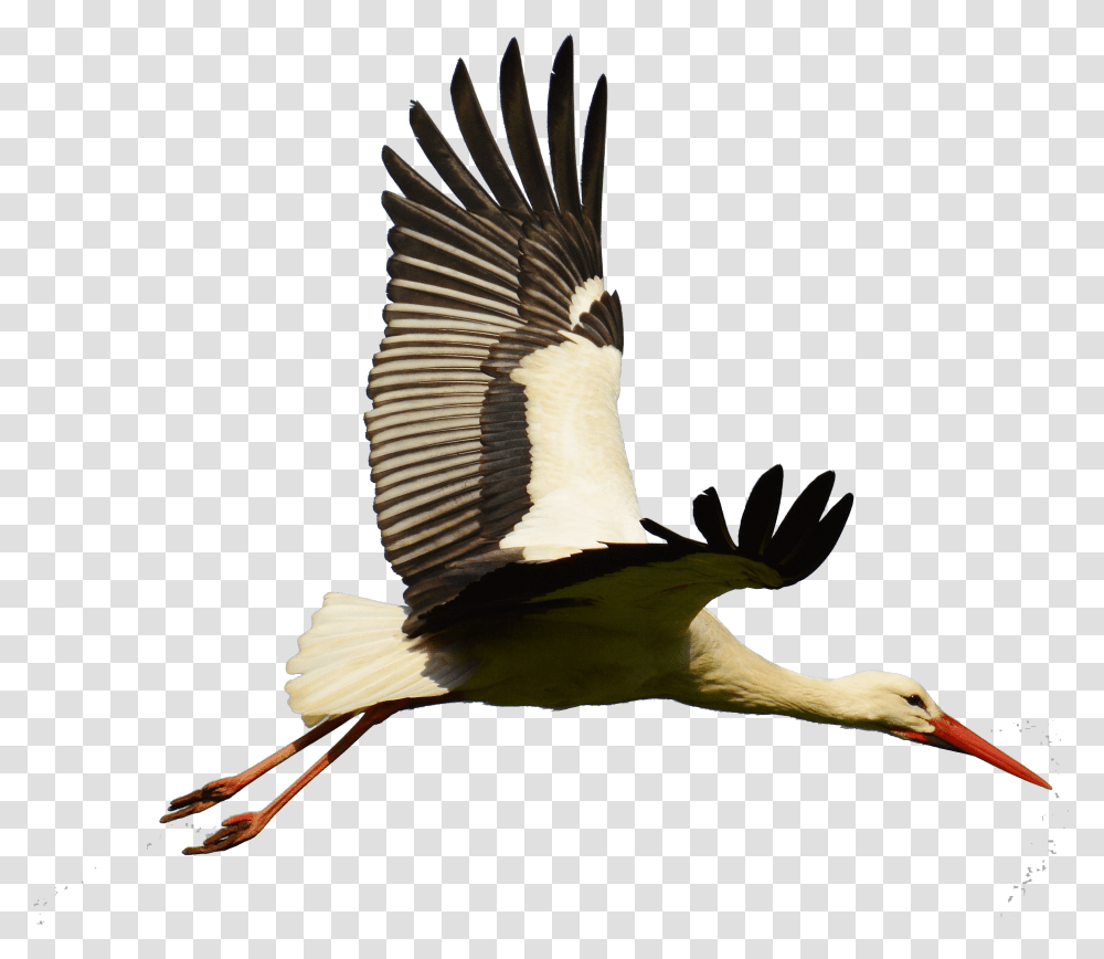 White Bird Flight Flying, Animal, Stork, Waterfowl, Crane Bird Transparent Png