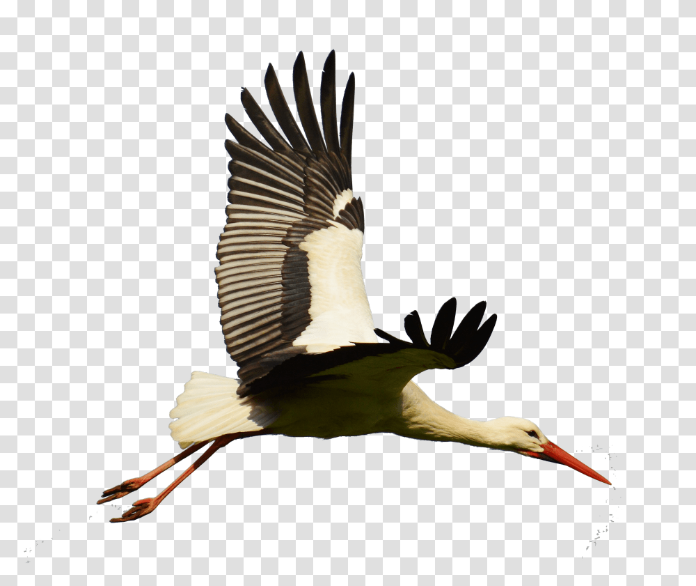 White Bird Flight Flying Stork Flying Clipart Full Flying Stork, Animal, Crane Bird, Waterfowl, Beak Transparent Png