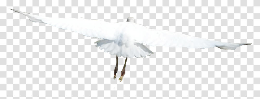 White Birds Flying 4 Image European Herring Gull, Animal, Waterfowl, Egret, Heron Transparent Png