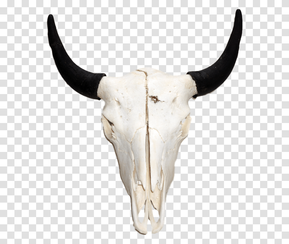 White Bison Skull Bison Skull, Longhorn, Cattle, Mammal, Animal Transparent Png