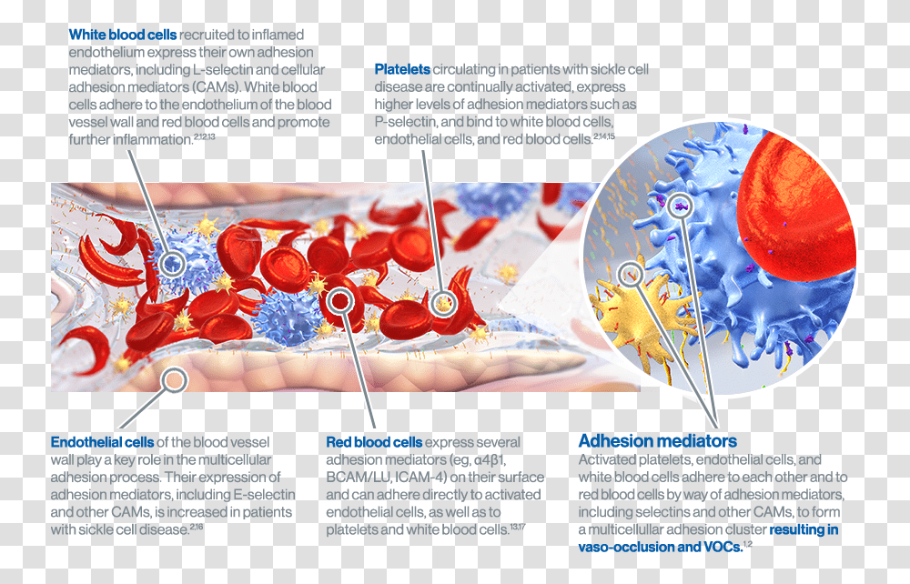 White Blood Cells And Platelets That Aggregate And Cellular Adhesion Process, Poster, Advertisement, Flyer, Paper Transparent Png