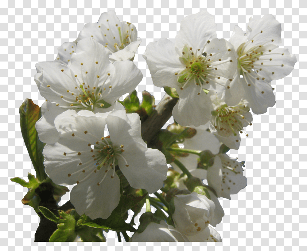 White Blossoms, Plant, Pollen, Flower, Cherry Blossom Transparent Png