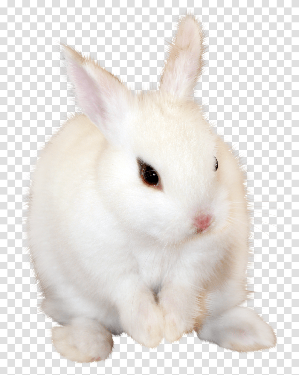 White Bunny, Cat, Pet, Mammal, Animal Transparent Png