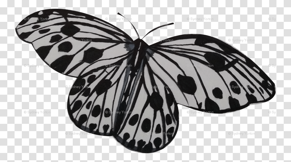 White Butterfly Monarch Butterfly, Insect, Invertebrate, Animal, Bird Transparent Png