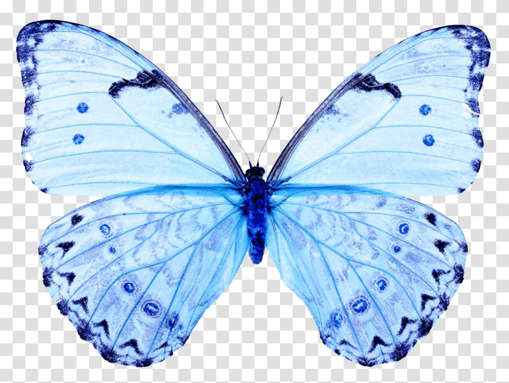 White Butterfly Papilio White And Blue Butterfly, Insect, Invertebrate, Animal, Monarch Transparent Png
