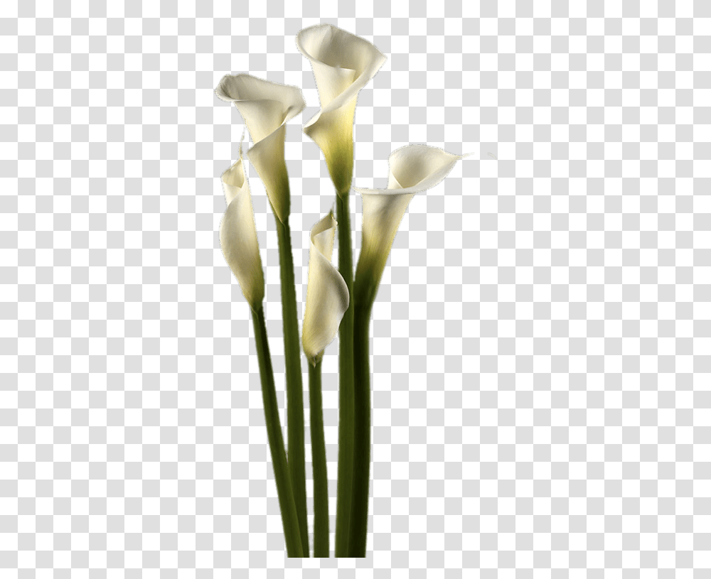 White Calla Lilies, Plant, Flower, Blossom, Bird Transparent Png